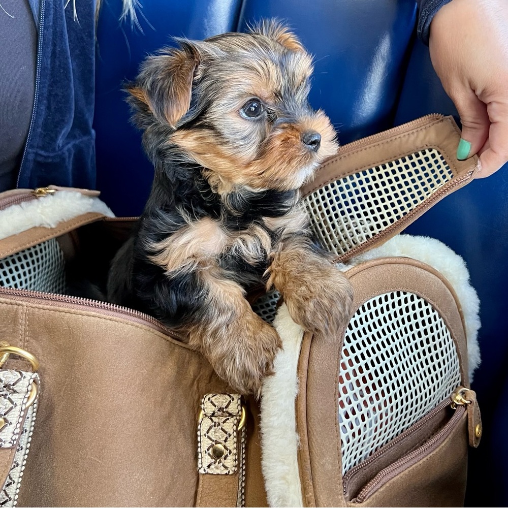 Ugg Pet Carrier